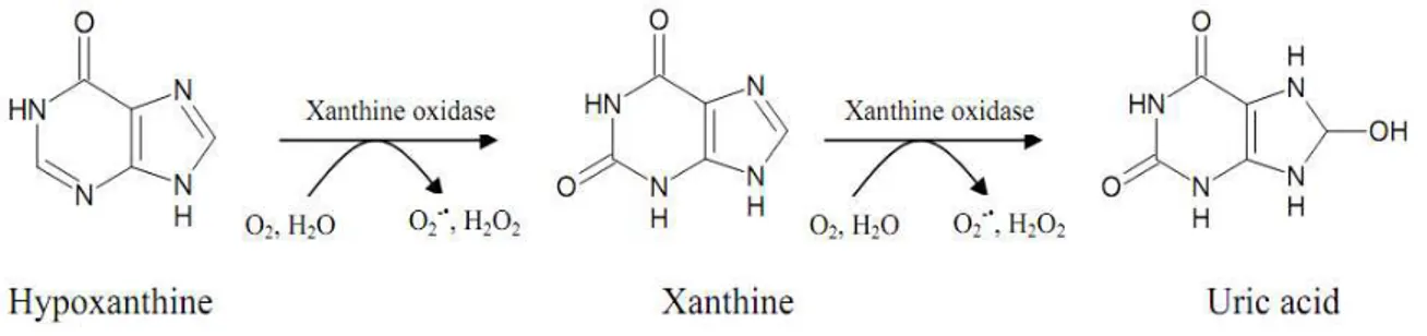 Fig. 2. The enzymatic process catalyzed by XO (Hille and Nishino, 1995). 
