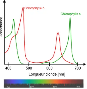 Figure 2.9 Absorption de la lumière par la chlorophylle (tiré de May, 2014) 