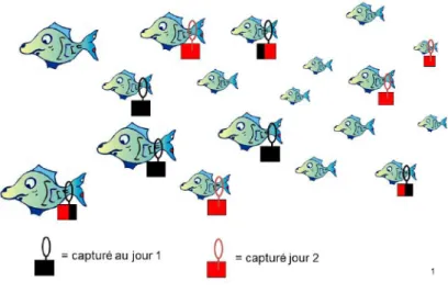 Figure 1.1  Représentation schématique d'une expérience de capture-recapture sur une population de poissons