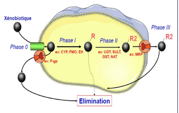 Figure 7 : Schéma général des 4 phases du métabolisme et du transport d’un  xénobiotique dans une cellule (Buatois et al., 2014)