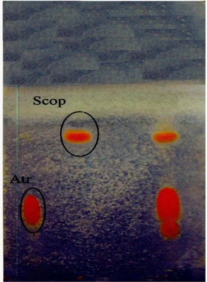 Fig.  12.  Séparation par chromatographie su  mince de deux alcaloïdes tropaniques 