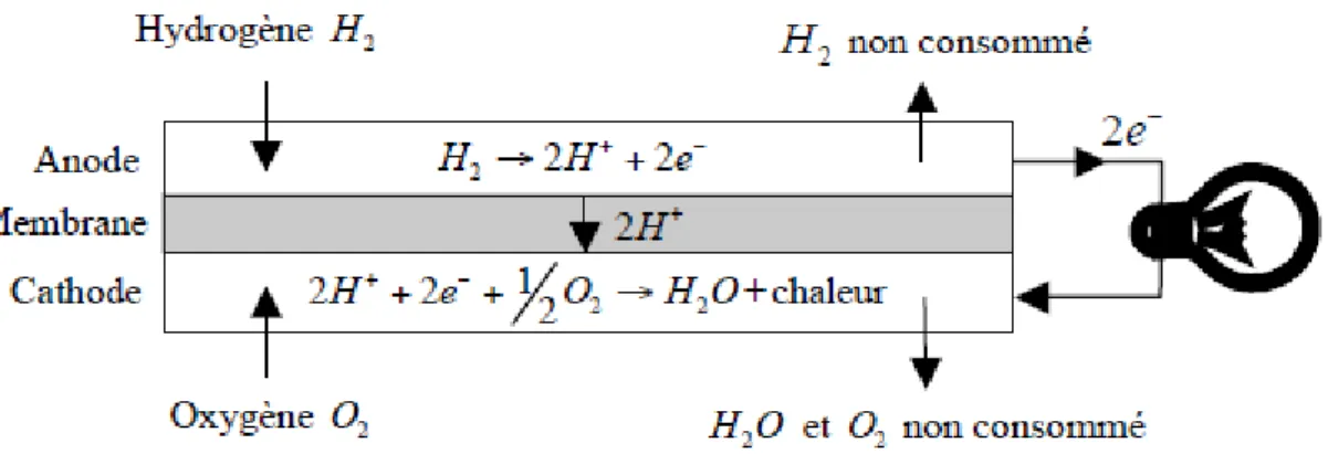 Figure I.14 : Schéma d’une cellule de pile à combustible à membrane polymère. 