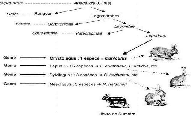 Figure 1. Position du lapin Oryctolagus cuniculus dans la taxonomie des lagomorphes  (Garreau et al., 2015) 