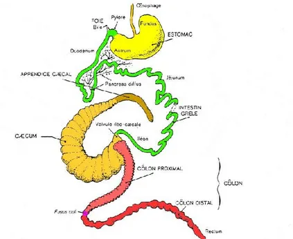 Figure  04.    Schéma  des  différents  éléments  composant  le  tractus  digestif  du  lapin  (Lebas  ,  2015) 