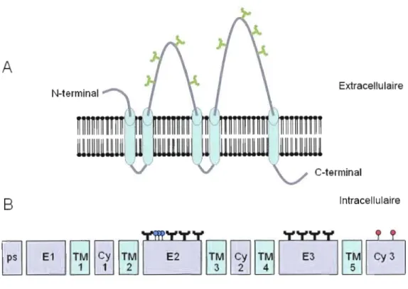 Figure  1.2:  Topologie  membranaire,  structure  moléculaire  et  modification  post  traductionnelle de CD133