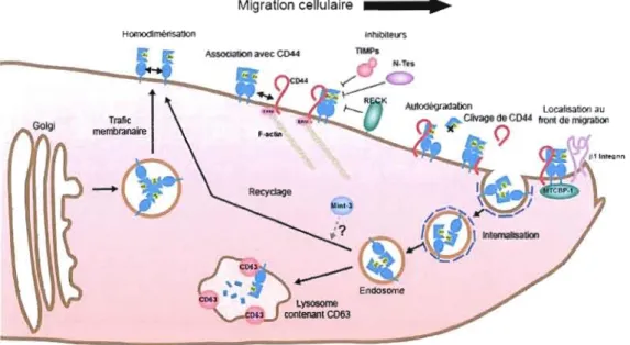 Figure 1.6: Régulation cellulaire de la MTI-MMP. 