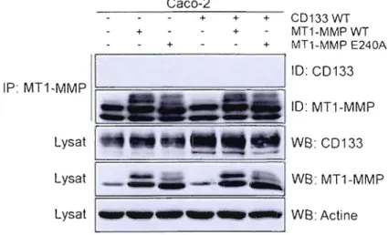 Figure  3.3  :  La  MTI-MMP  n'interagit  pas  avec  CD133  dans  la  lignée  cancéreuse  colorectale Caco-2