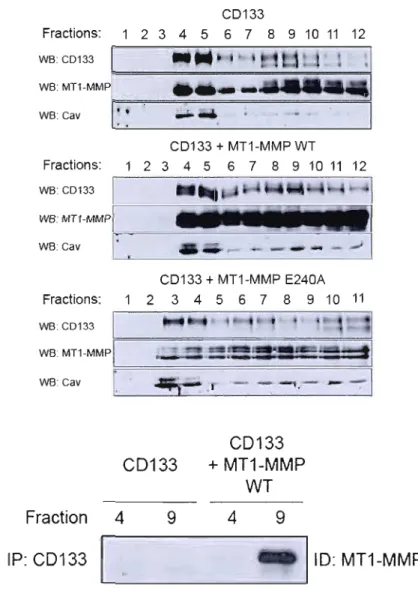 Figure  3.4  :  La  proMTl-MMP  interagit  avec  CD133  avant  son  activation  dans  l'appareil  de  Golgi