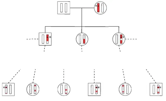 Figure  2.3  Transmission  d'un  haplotype  sur  plusieurs  générations.  On  suit  ici  un  haplotype  en  rouge  transmit par la fondatrice
