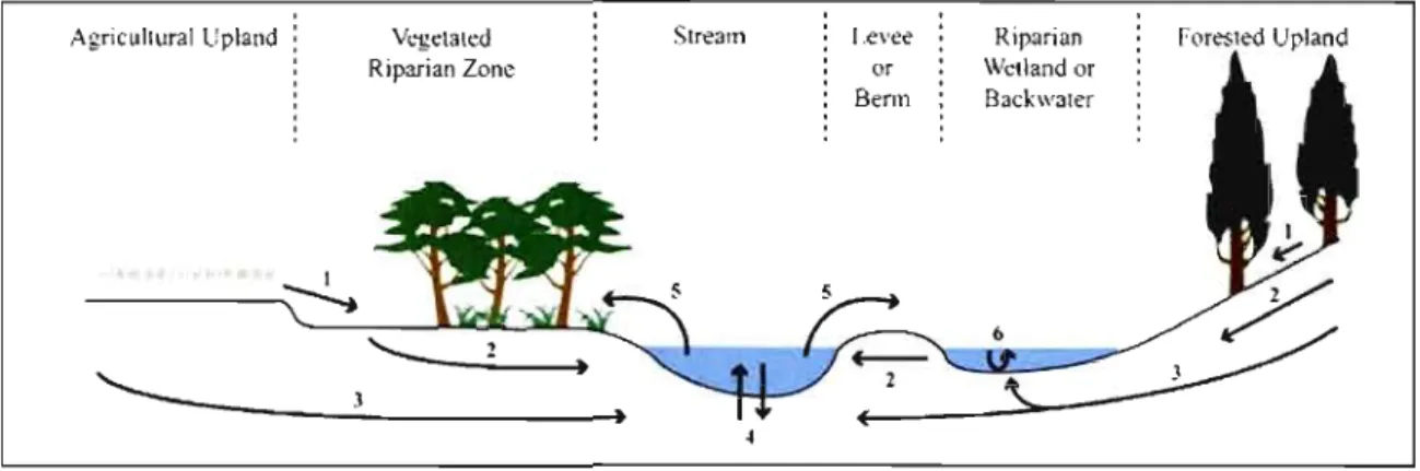 Figure 1.1  Schématisation  de  la  dynamique  hydrologique  complexe  qui  existe  à  l'interface entre  les  milieux  terrestres  et  aquatiques  dans  les  paysages  agricoles  et  forestiers  (Vidon  et  al.,  2010)