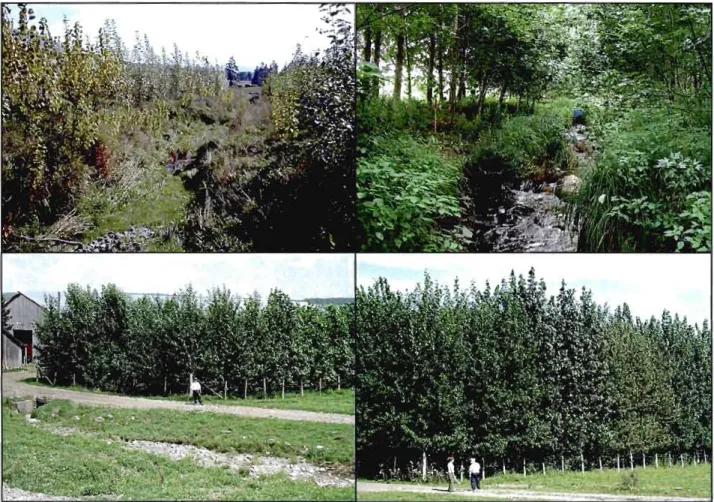 Figure 1.2  Hybrid  poplar ri parian  buffer at  the  Bromptonville site.  Top  left,  view  of the  buffer  at  the  end  of the  2 nd  growing  season  (October  2004)