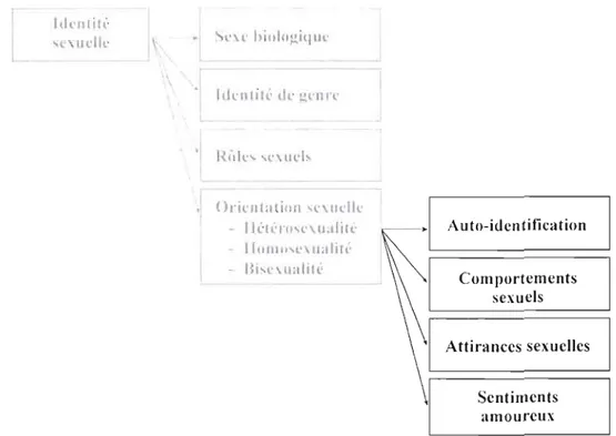 Figure 1.7 :  Dimensions de  l'orientation sexuelle utilisées dans la présente étude 