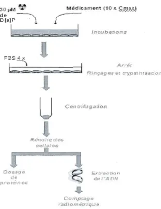 Figure  7,  Schéma représentant la  méthode utilisée  pour la  détection  des  adduits  à  l'ADN de  B(a)P radiomarqué, 
