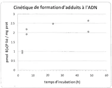 Figure 8.Cinétique de  formation  d'adduits  à l'ADN  lors  d'incubation  cellulaire avec  du  7,10  14C  B(a)P (30  f.l.M)