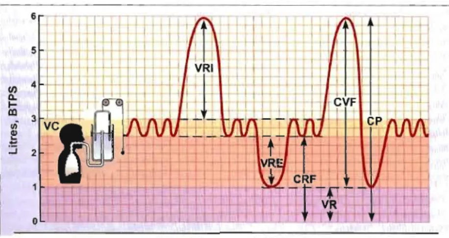 Figure 2.1  Volumes  pulmonaires. (Tirée de McArdle et al., 2001 