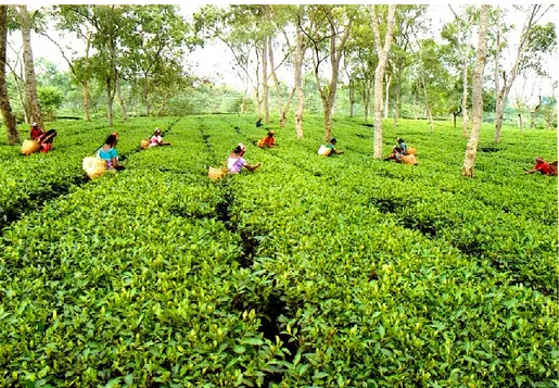 Figure 1.11 Jardin de thé de la région d’Assam en Inde (tiré de : Staffpicks, 2013) 