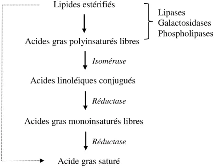 Figure 2.1 Schéma de la lipolyse et de la biohydrogénation des lipides dans le rumen. 