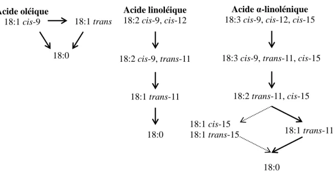 Figure 2.2 Sentiers de biohydrogénation ruminale simplifiés des acides oléique, linolénique,  et α-linolénique