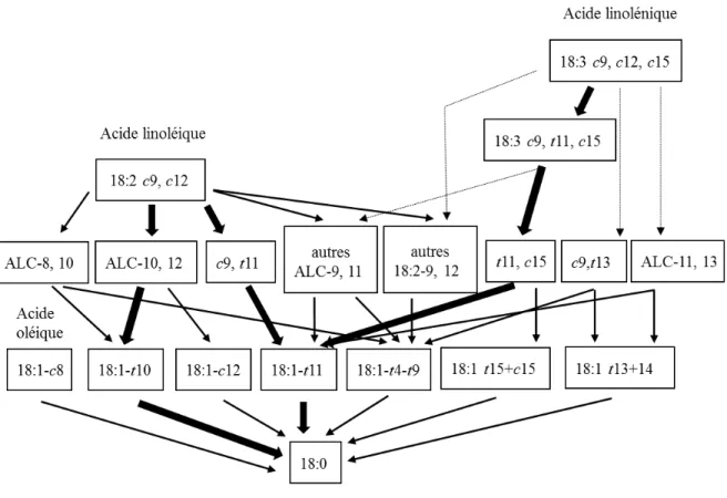 Figure  2.3  Principales voies possibles de biohydrogénation des acides linoléique et  linolénique.