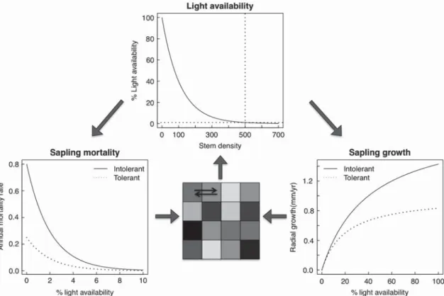 Figure 1. Schematic representation of the forest simulation model for a shade tolerant 3 (m 1A  = 0.5 and h A  = 1.0) and a shade intolerant  (m 1B  = 0.8 and h B  = 2.0) species