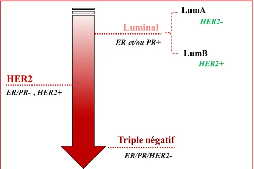 Figure 2. Les sous-types moléculaires du cancer du sein. 