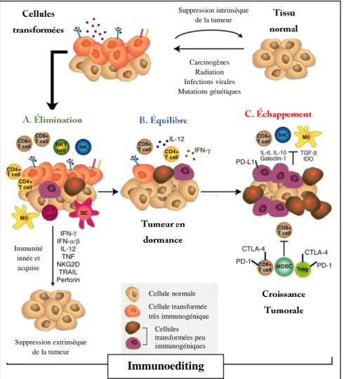 Figure  4.  Les  différentes  étapes  de  l’immunoediting dans le cancer. 