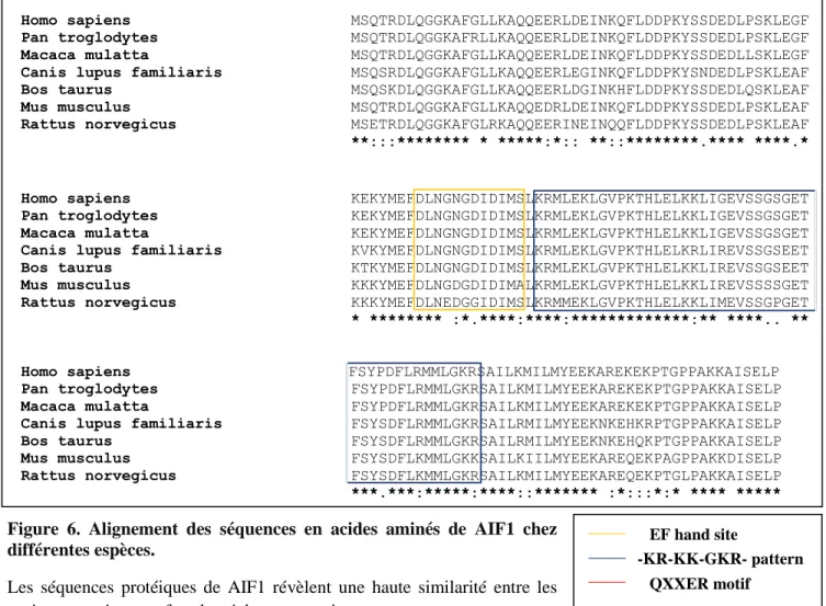 Figure  6.  Alignement  des  séquences  en  acides  aminés  de  AIF1  chez  différentes espèces