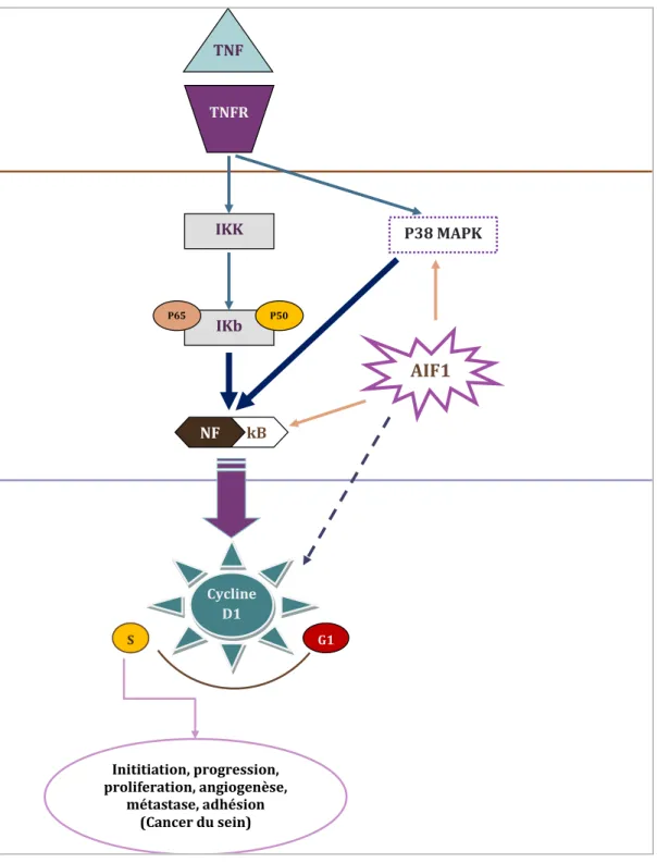 Figure  10.  Représentation  schématique  du  mécanisme  d’activation  de  la  voie  de  signalisation de NF-κB/cyclin D1 par AIF1