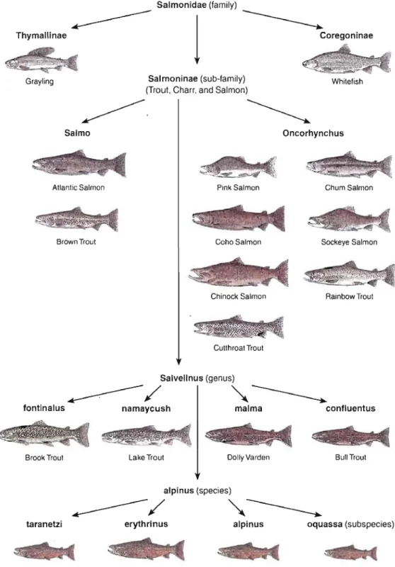Figure  0.1  Principaux représentants actuels  de  la  Famille des  Salmonidae avec une  attention  particulière  aux  quatre  sous-espèces  d'Omble  chevalier  (Tirée  de  Johnston, 2002)