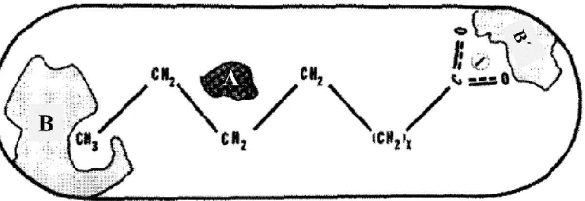 Figure 1.2. Schematic model of enzyme-substrate complex in P450 BM3 active  site; B is the binding site for the terminal methyl group of the substrate, B' is 