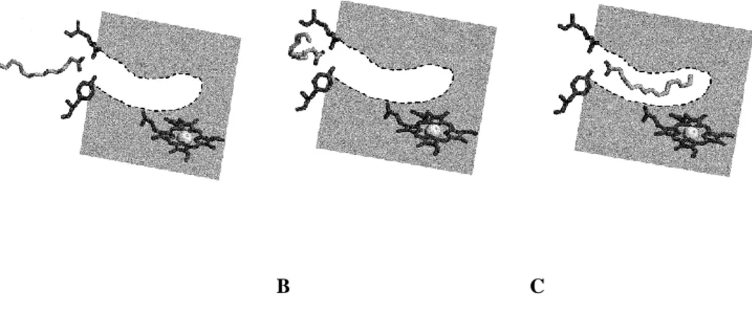 Figure 1.6. Model for substrate interaction in P450 BM3. (A) Electrostatic  forces orientate the carboxylate group of the substrate towards Arg47 and by  further hydrogen bonding of the Tyr51 and the ‒COOH group, the binding is  stabilized, (B) the carbon 
