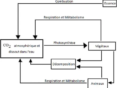 Figure 1 Diagramme élémentaire du cycle du carbone 