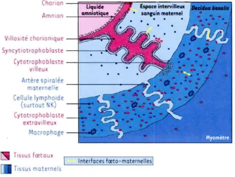 Figure  1.1  Schématisation  des  principales  interfaces  fœto-maternelles  pendant  la  grossesse