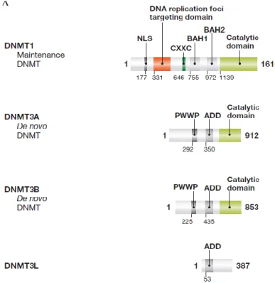 Figure 1.9: Structure des DNMTs chez les mammifères (tiré, avec permission, de  John Wiley and Sons: [EMBO Reports] (Denis et al
