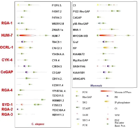 FIGURE  1-4:  CONSERVATION  DES  RHO  GAPS  ENTRE  L'HOMME  ET  LE  NÉMATODE.  Les  domaines  protéiques  sont  conservés  entre  les  Rho  GAPs  humaines  et  celles  du  nématode,  suggérant une conservation fonctionnelle