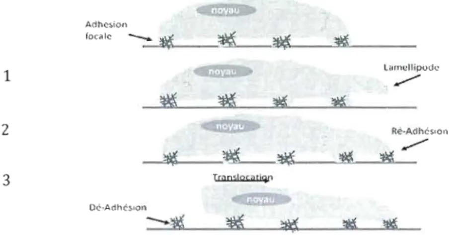 FIGURE  1-5:  LES  ÉTAPES  DE  LA  MIGRATION  CELLULAIRE.  La  migration  cellulaire  s'effectue  en  3  étapes