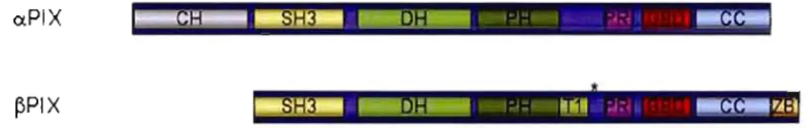 FIGURE  1-13  STRUCTURE  D'  a  ET  ~-PIX.  En  plus  de  la  cassette  DH-PH  (Db! 