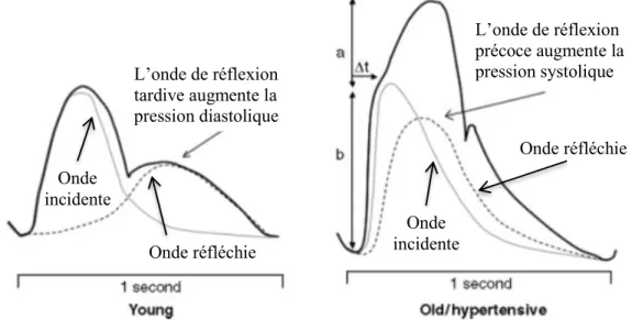 Figure 3.4 Conséquences hémodynamiques des ondes réfléchies chez des sujets jeunes  et âgés
