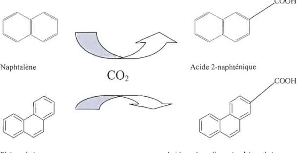 Figure  1.2.  Activation  initiale du  phénanthrène et du  naphtalène durant  la  dégradation  anaérobique par formation  de  leurs acides carboxyliques