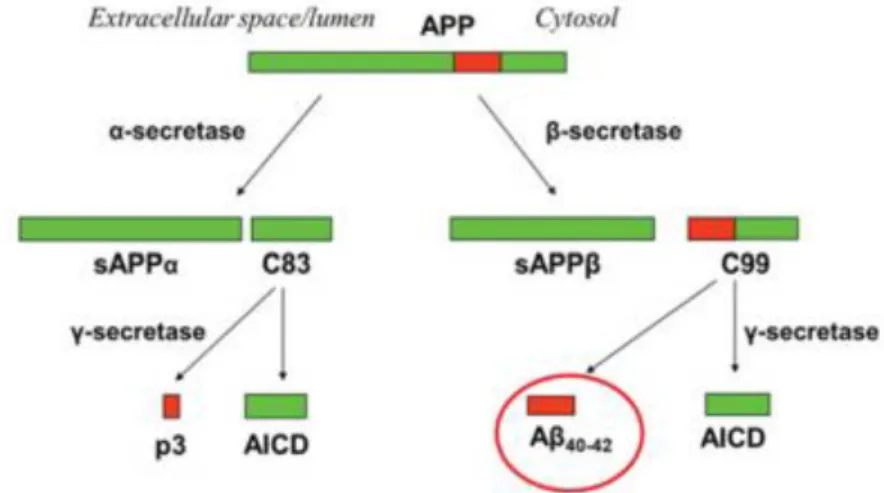 Figure 6  : Schéma représentant la voie non-amyloïdogénique (α-secretase) et la voie  amyloïdogénique (β-secretase)