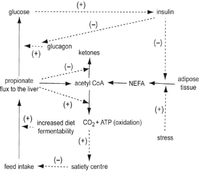 Figure 1.1. Le modèle expliquant le contrôle de la prise alimentaire par la théorie de l’oxydation  hépatique