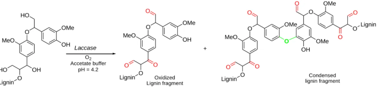 Figure 13 : Modèle envisagé de la réaction enzymatique de la laccase sur les lignines 