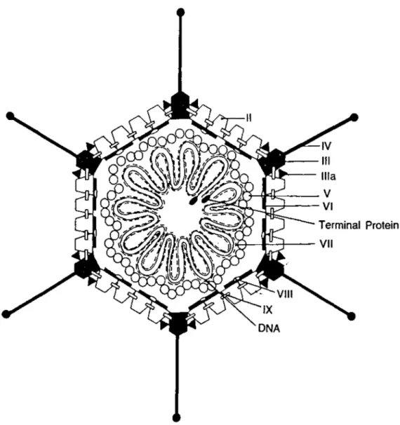 Figure 1: Modèle pour démontrer la localisation des protéines du virion de !'adénovirus de type  2