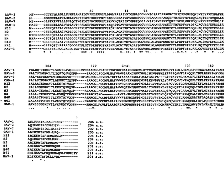 Figure 2: Alignement des séquences de protéases adénovirales, humaine  (H),  canine (Can), murin  (Mav), bovin (Bav) et de l'avian (Aav)