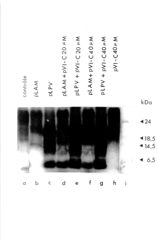 Figure 3:  Profil de clivage de  l'ovalbumine par la protéase recombinante.  L'ovalbumine a été  marquée  à l'iode 125,  dénaturée à la chaleur durant  5  minutes et soumise aux traitements  suivants:  substrat  incubé  à  37°C  (pistes  a  à  h),  sans  e