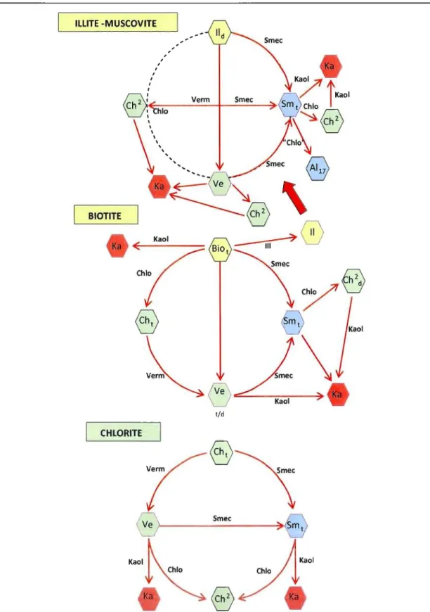 Figure 1.2  : Tendances géochimiques au  cours de  l'argilogénèse, adaptée de Thorez (2003)