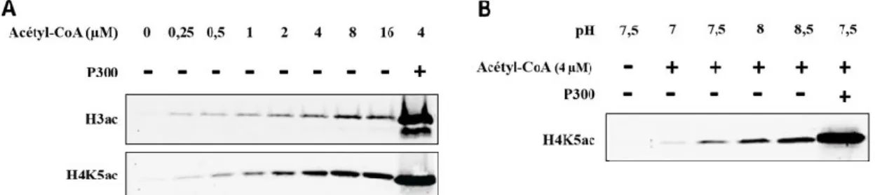 Figure 5 : Acétylation non-enzymatique (ANE) des histones (Gouraud, non publié)   Essai in vitro d’acétylation d’histones recombinantes humaines H3 ou H4