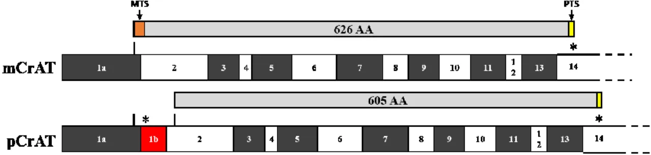 Figure 7 : Variants mitochondrial et peroxysomal de la carnitine acétyltransférase  Le variant peroxysomal de CrAT est issu d’un épissage alternatif