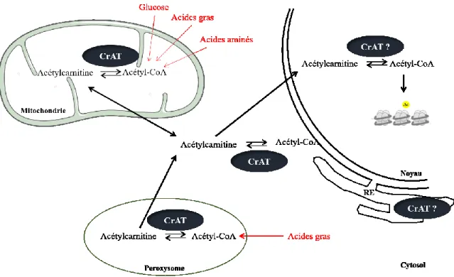 Figure 9 : Régulation de l’acétyl-CoA entre les différents compartiments cellulaires  par CrAT 