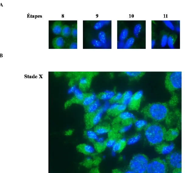 Figure 16 : Localisation nucléaire de CrAT dans les spermatides murins à l’étape 10  Images de microscopie à épifluorescence d’une  immunofluorescence dirigée contre CrAT  (vert) sur une coupe de tissu testiculaire murin